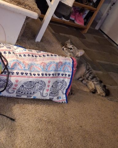 Cute Domestic Mediumhair Tabby named Bash, Bashy, Bashy-Boy, BashMcTash