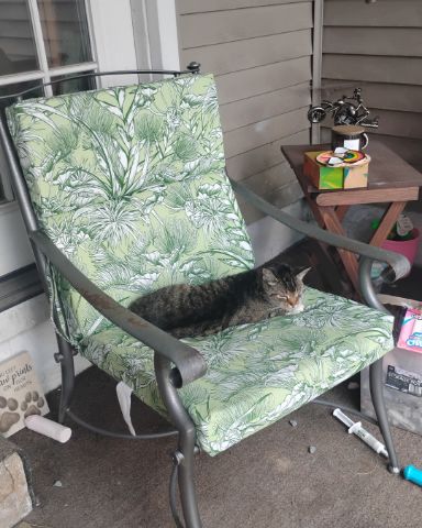 Cute Egyptian Tabby named Shadow