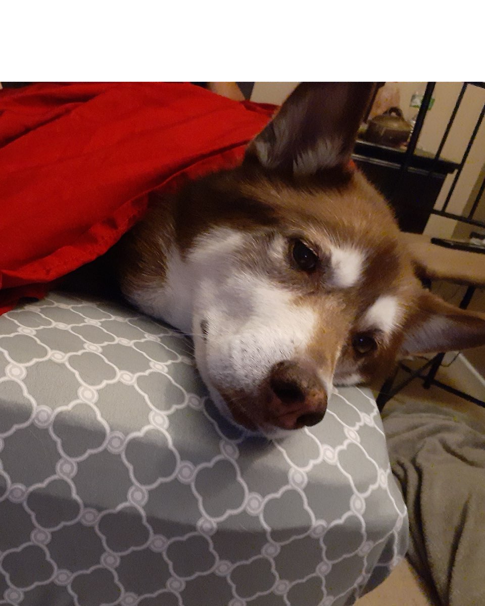 Cute Siberian Husky named Nala