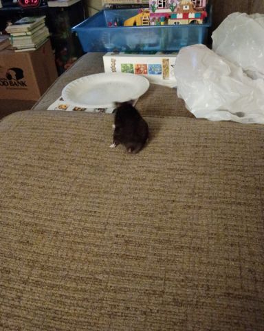Cute black bear hamster named dean