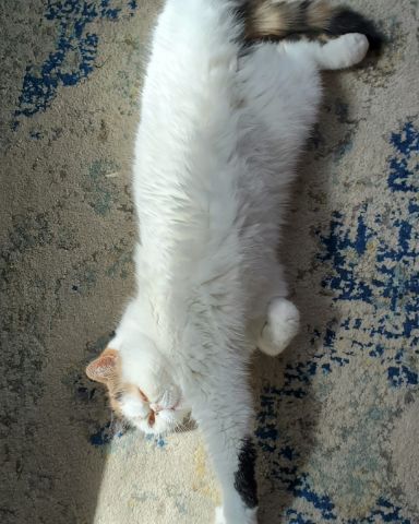 Cute Exotic Shorthaired Persian named Callie