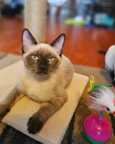 Cute Siamese named stub tail Stella🙃😎 (twin of Luna)