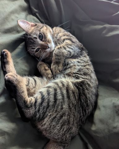 Cute Domestic shortage (aka a gray Tabby) named Luna