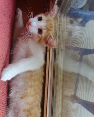Cute Tabby and calico named runt , abbey jr. ,and peanut butter cup