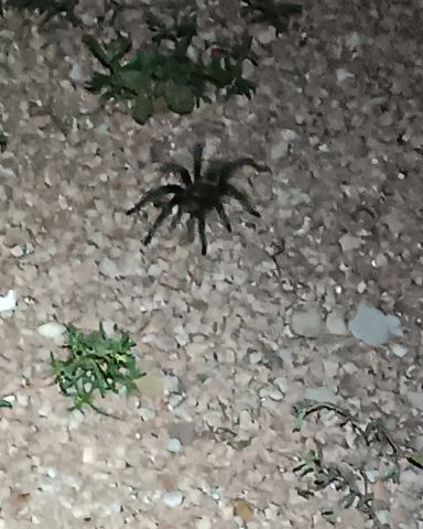 Cute any named wild animals