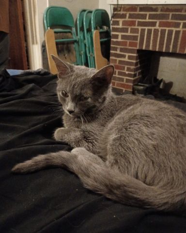 Cute tabby named chruch