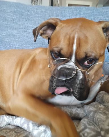 Cute Boxer named Niya