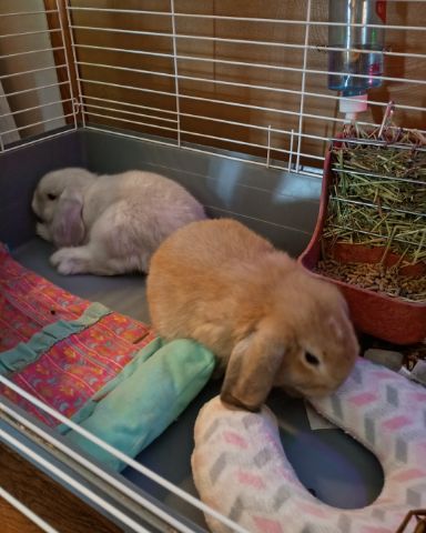 Cute Bunny named Snowball