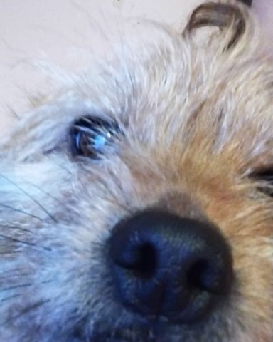 Cute mutt named dexter