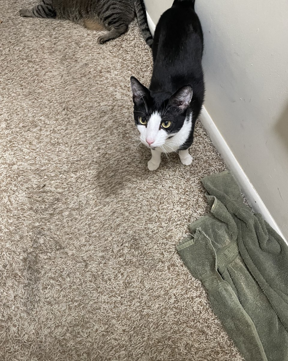 Cute cat named ReyRey