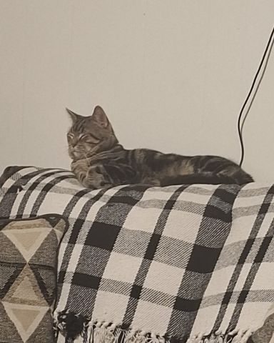 Cute taby named Hermes