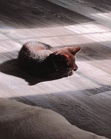 Cute cat named Fish