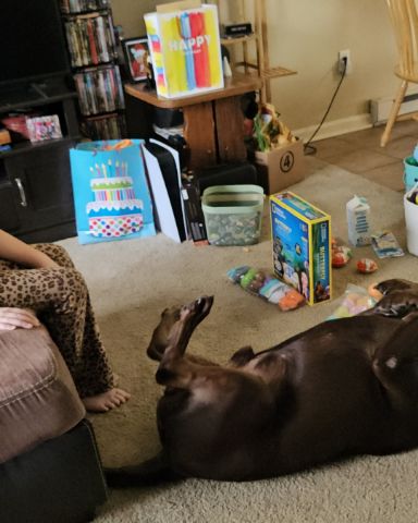 Cute chocolate lab named Roscoe