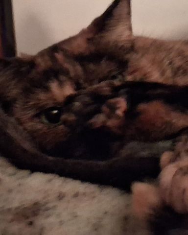Cute cat named Gizmo