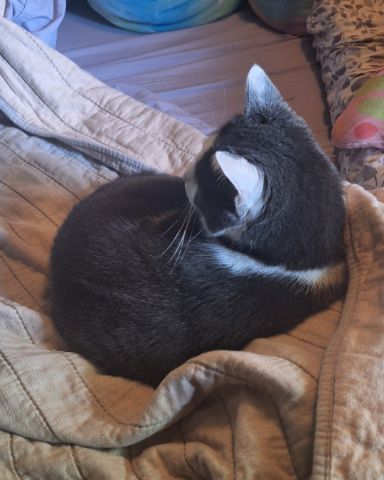 Cute American Shorthair named Cloudfur