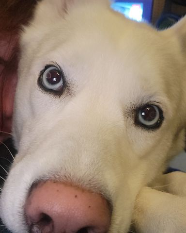 Cute Siberian husky named bones