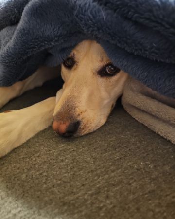 Cute Labsky named Bella