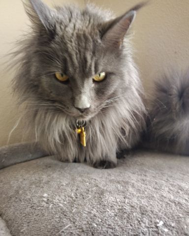 Cute idk named maleficent