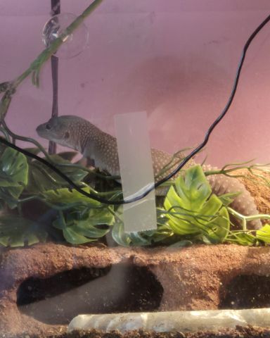 Cute blizzard lepord gecko named crystal