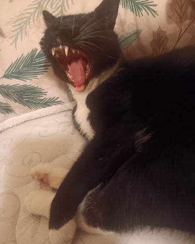Cute Tuxedo cat. named Tuna