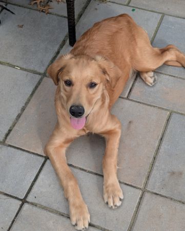 Cute Golden retriever named Ember