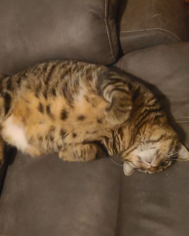 Cute Brown Tabby Cat named Meatball