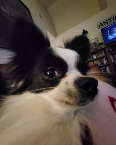 Cute Long haired Chihuahua named Danny