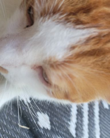 Cute cat named TEKA
