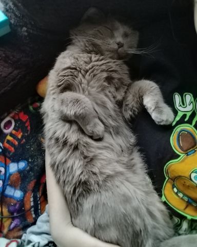Cute cat named Chino