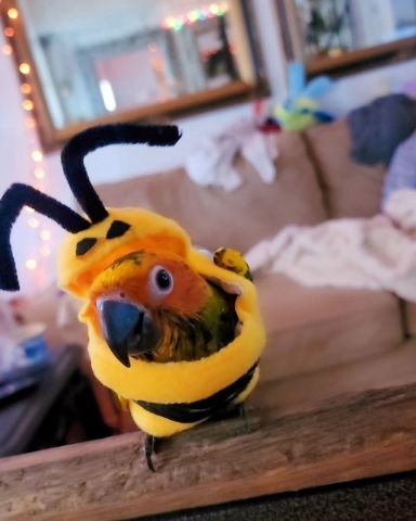 Cute Sun Conure named Lola