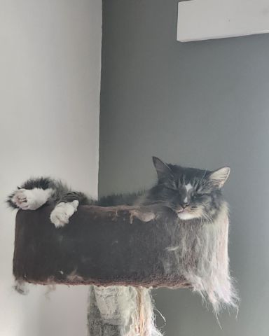 Cute cat named Jordan