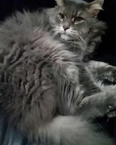 Cute cat named Ozzy