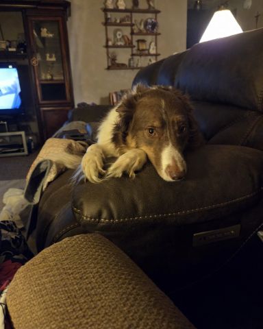 Cute dog named luna