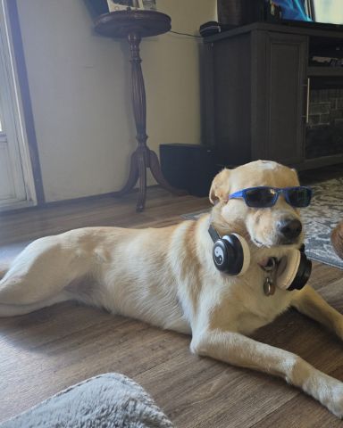 Cute lab named Dolly