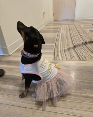Cute Min Pin/  Chiwawa named Coco Chanel