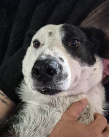 Cute border collie/lab named stevie