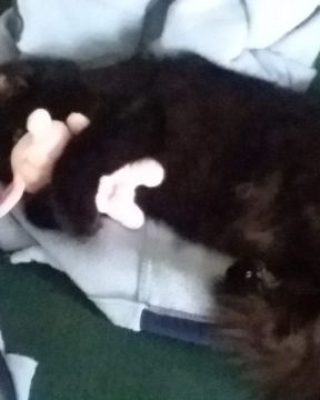 Cute Unsure named Sylvester