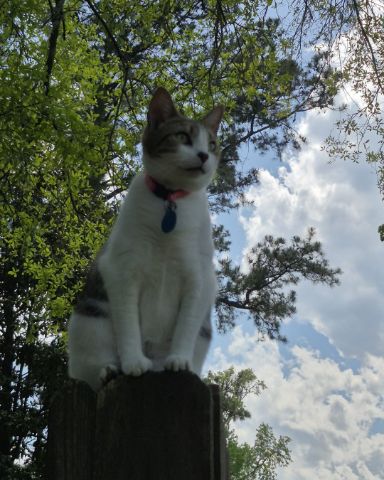 Cute cat named Peanut