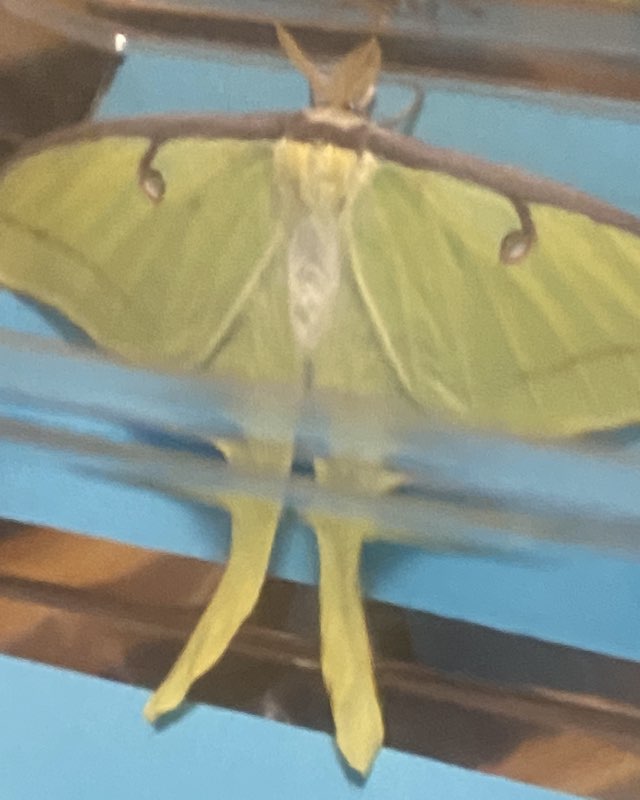 Cute Lunna Moth named Bucky The Bull