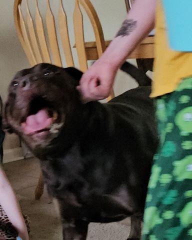 Cute chocolate lab named Roscoe