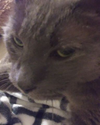 Cute cat named scoot