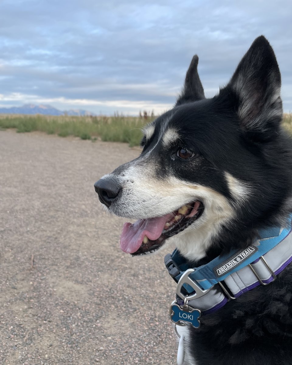Cute Husky Mix named Loki