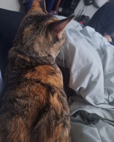 Cute calico named Tiana