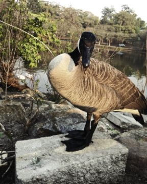 Cute Canada Goose named Mysterious Goose