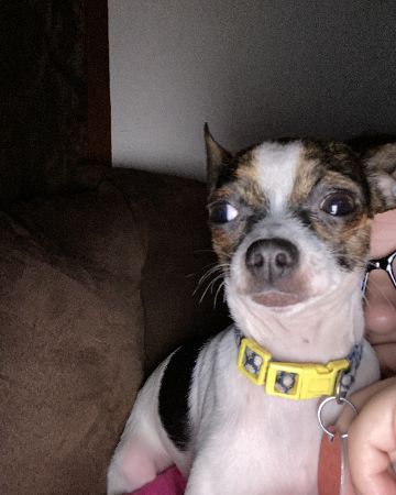 Cute dog named moo moo