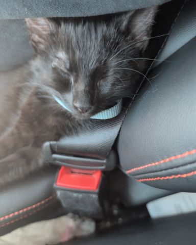Cute Siamese mixed named onyx