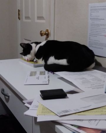 Cute cat named Zeke
