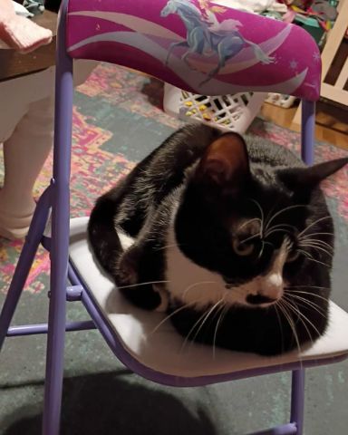 Cute Kitty cat named Marilyn