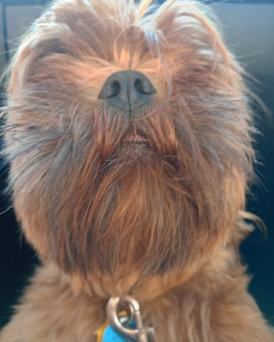Cute shih Tzu named grizzly