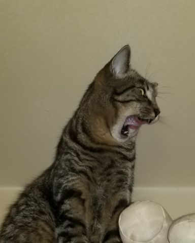 Cute cat named Tina